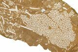 Ordovician Kukersite Oil Shale with Bryozoan Fossils - Russia #368956-1
